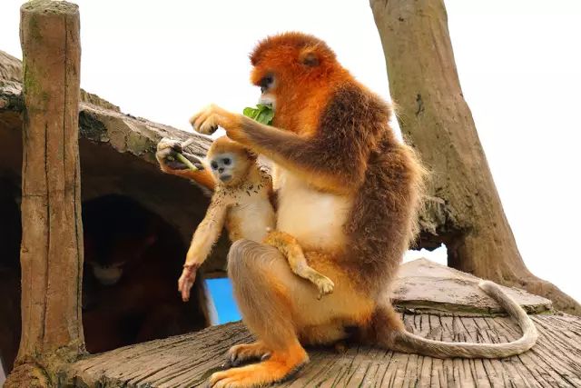 四大國寶這裡有著你所知道的和不知道的各種珍稀動物,讓你近距離接觸