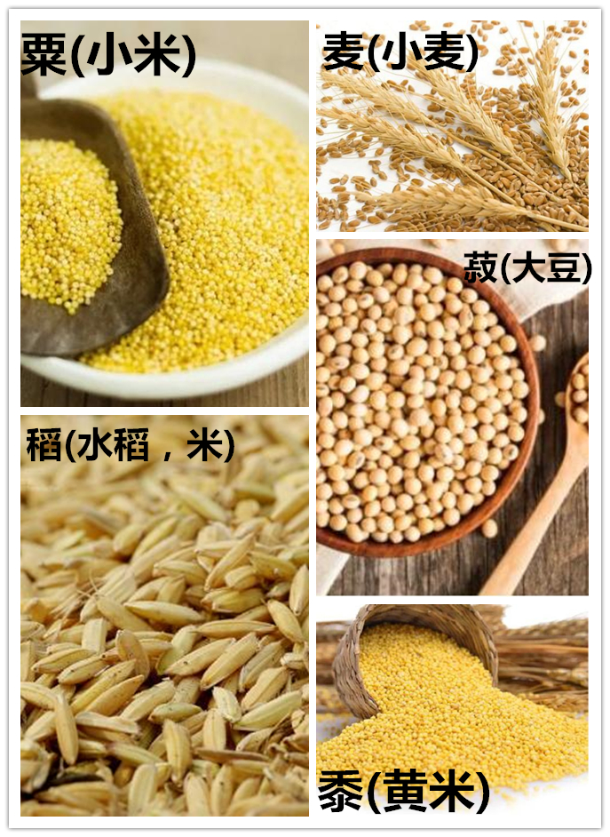 黍,稷,麦,菽,稻图片图片