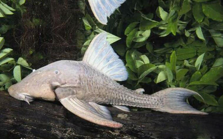 食木甲鲶鱼真的是能咬木材为食的鱼