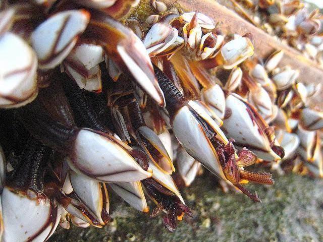 海滩刮来鼻涕状奇怪物体,游客看清后上前哄抢