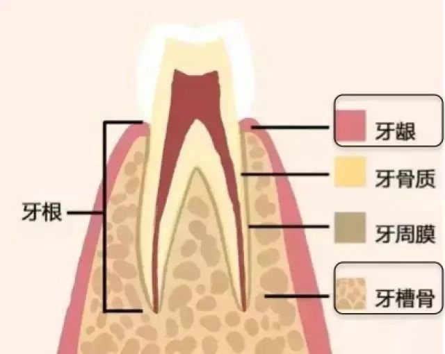 严丝合缝齿牙春色