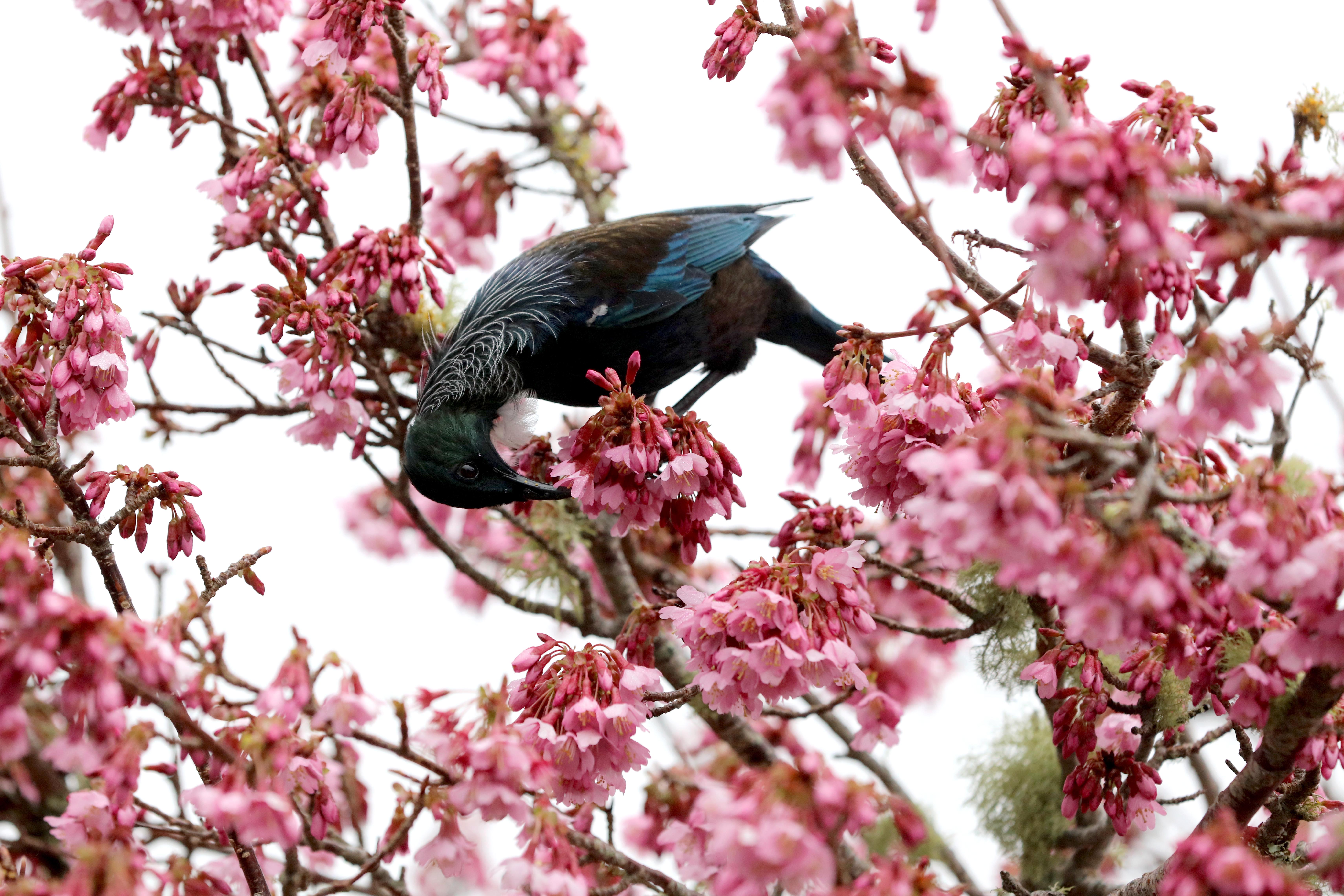 春天的美景 鸟语花香图片