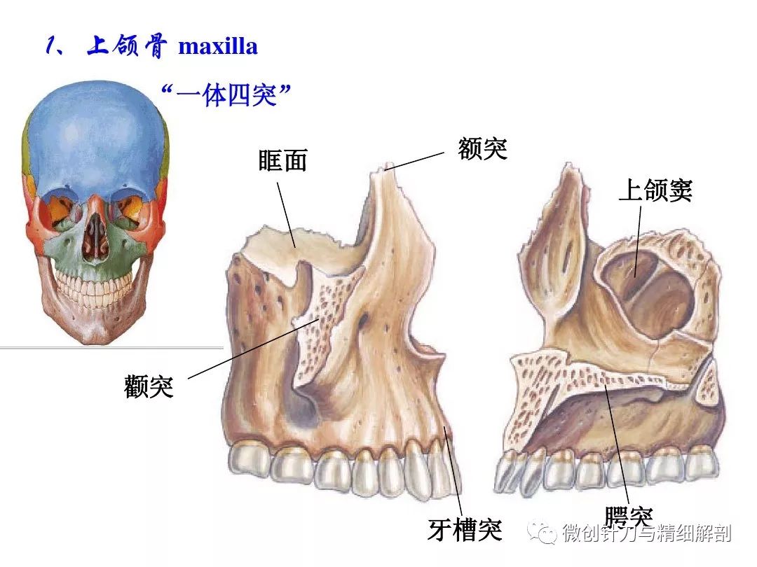 人體解剖學顱骨