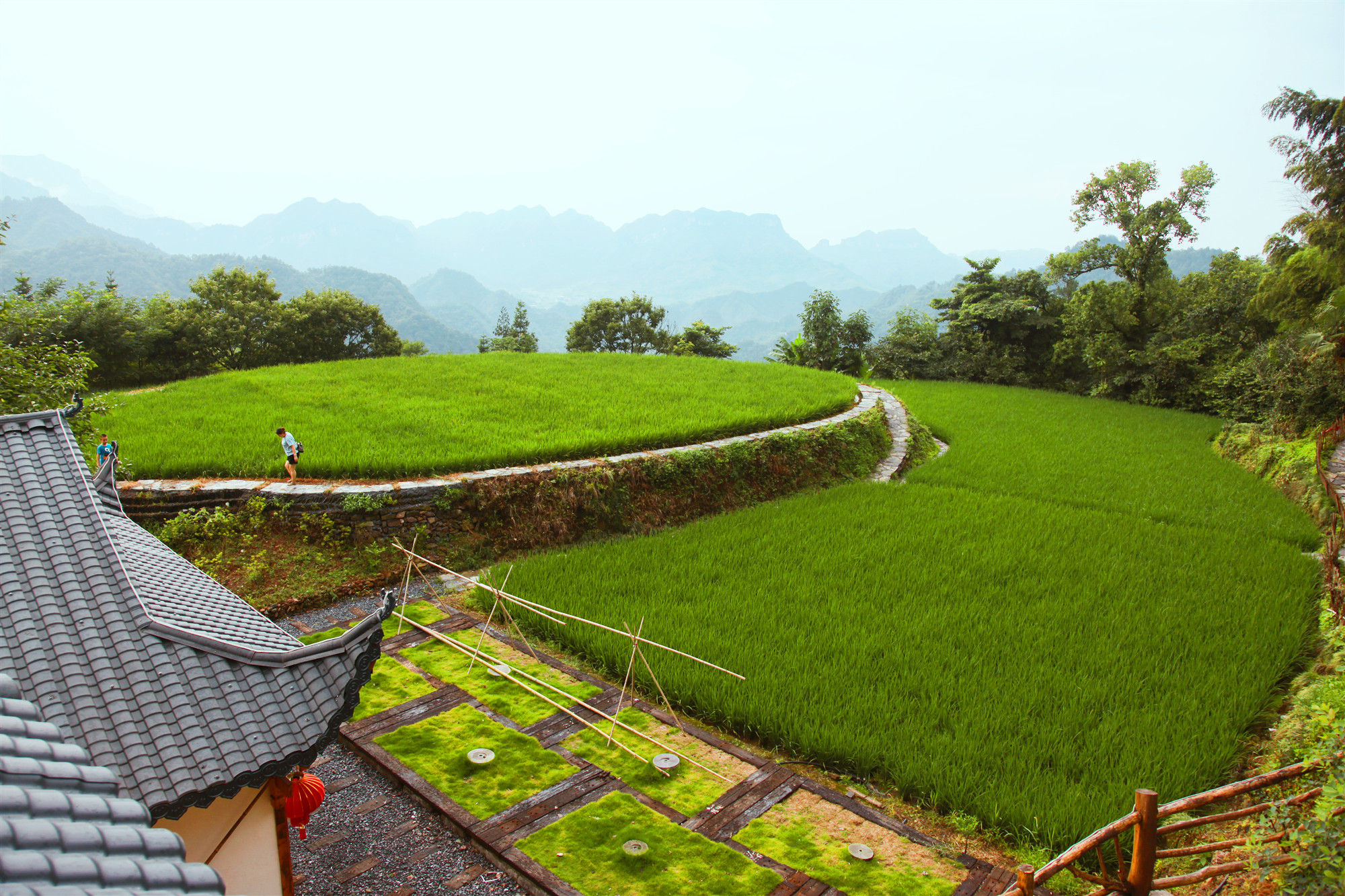 张家界云上田园:8月稻田生态美_台地