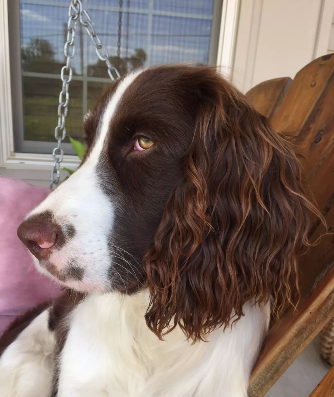 朋友圈的渣女大波浪竟然是狗毛冒充的