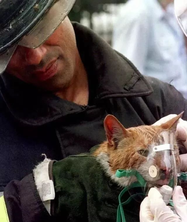 俄罗斯猫咪被救出火场图片
