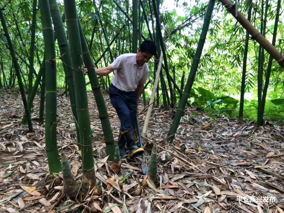 新兴勒竹笋王旅游基地图片