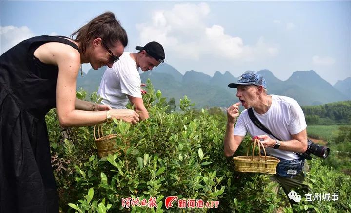 400亩稔子引来国际商机!外企代表来宜州考察