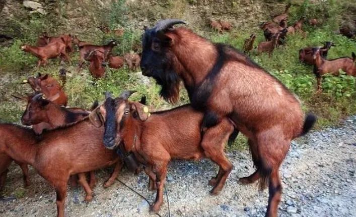 教你提高种公羊利用率!_母羊