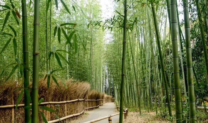 等一个人带我去岚山欣赏日本关西的竹林枫叶