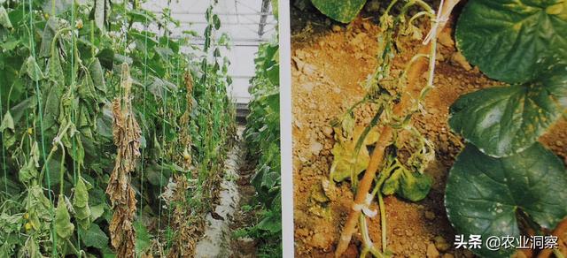 蔬菜农技一文详述黄瓜枯萎病的症状原因及防治措施