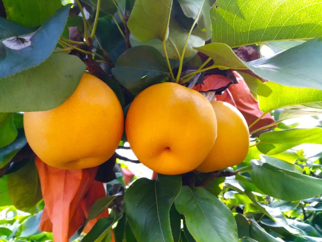 南方梨王梨之极品大崇金秋梨▌刘空军