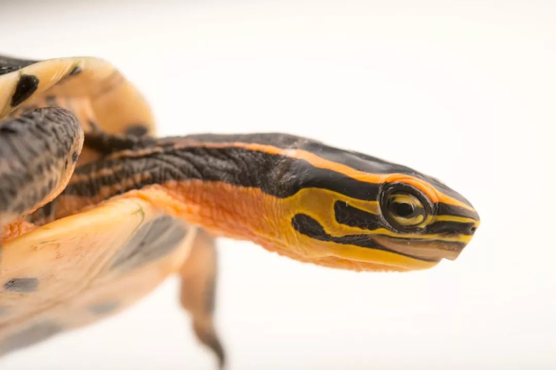 安布闭壳龟 | 艳黄色线条的黑匣子