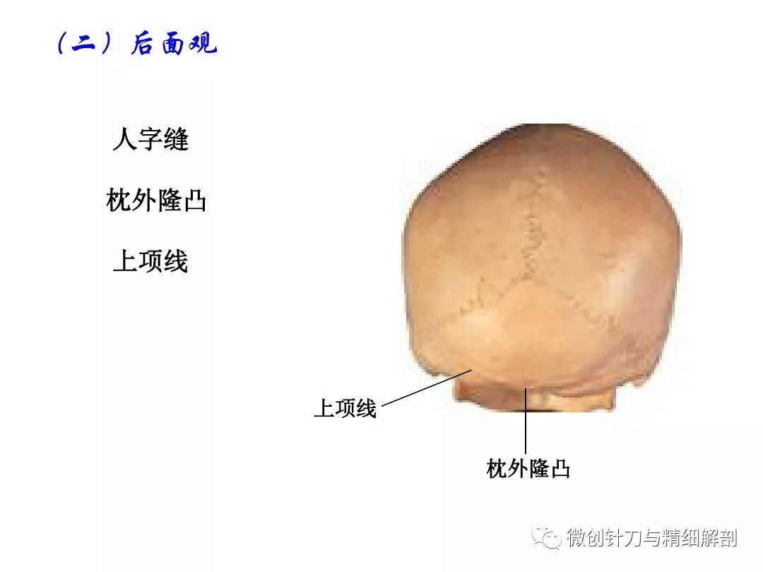 人體解剖學顱骨