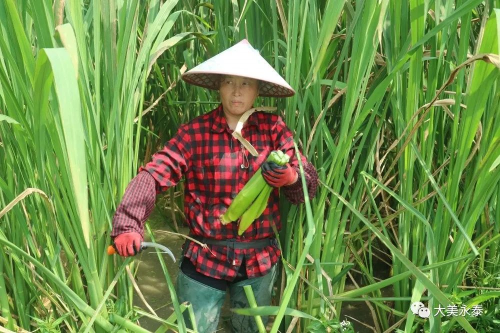 茭白地里话丰收农民致富有妙招