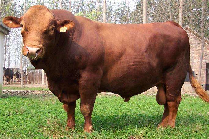 大型肉牛品种利木赞牛生产性能及肉用特点