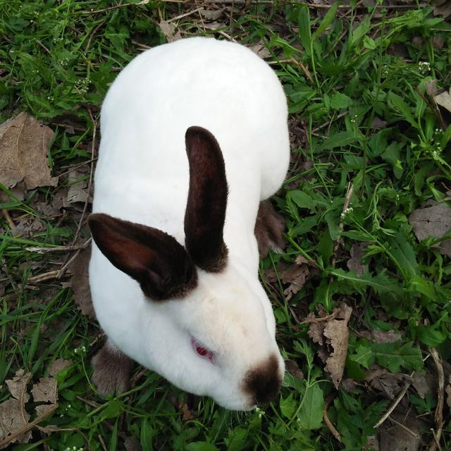 加利福尼亚兔有什么特性