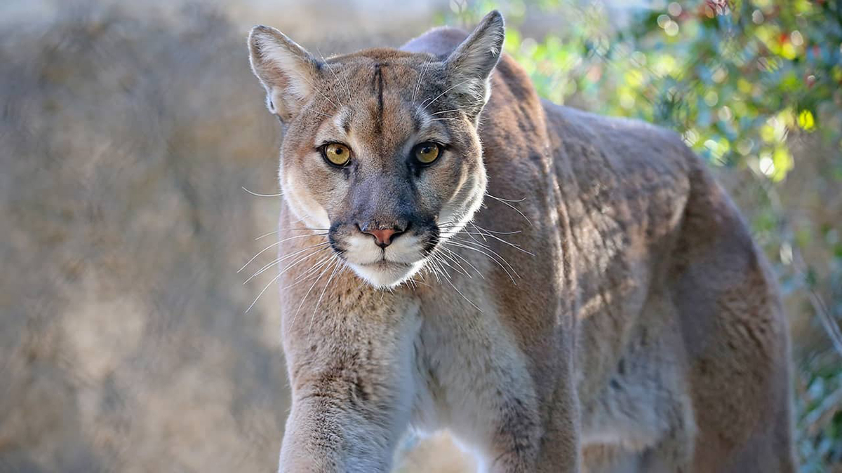 美洲狮是生活在美洲的狮子实际上它与狮子的关系并不大