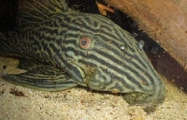 食木甲鲶鱼真的是能咬木材为食的鱼