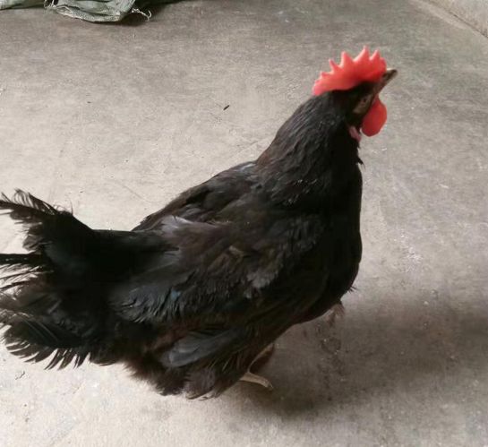 8月26日咸宁育种公司天露黑老母鸡招标