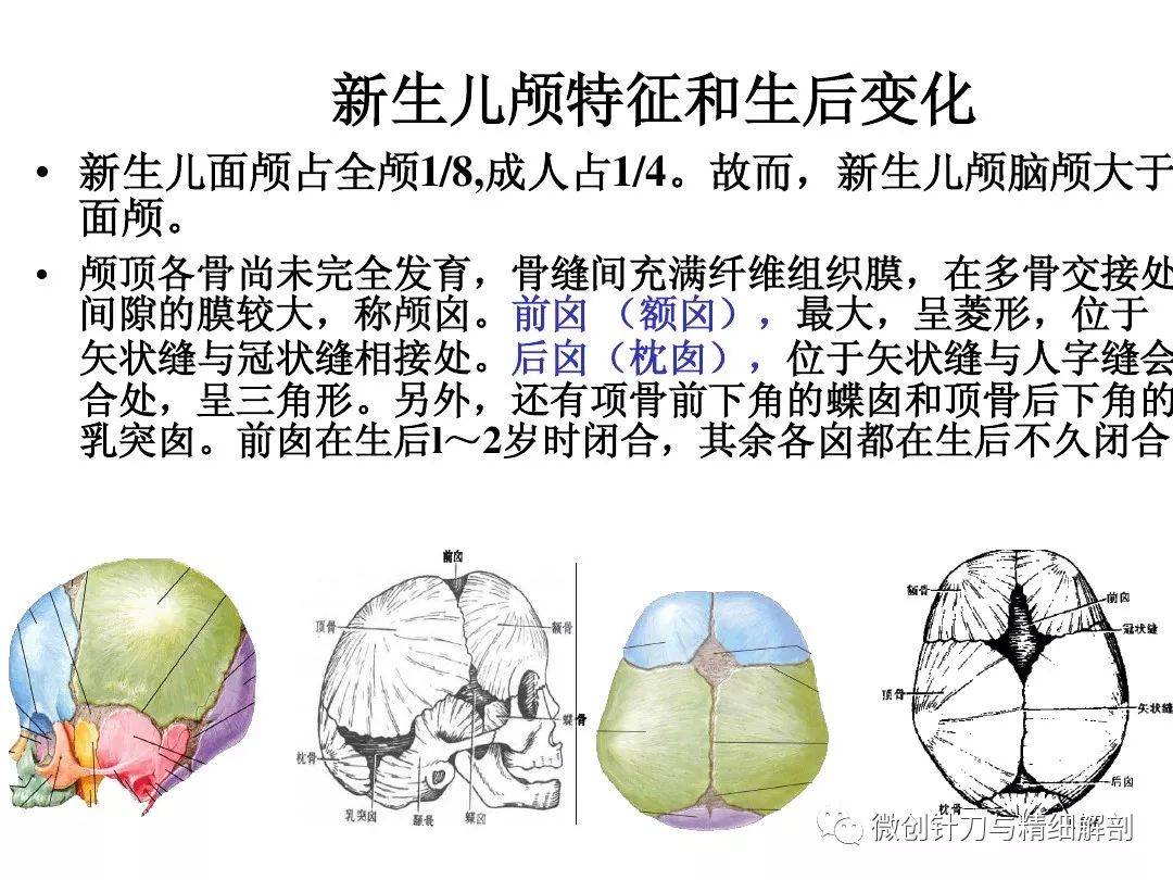 人字缝位于什么骨之间图片