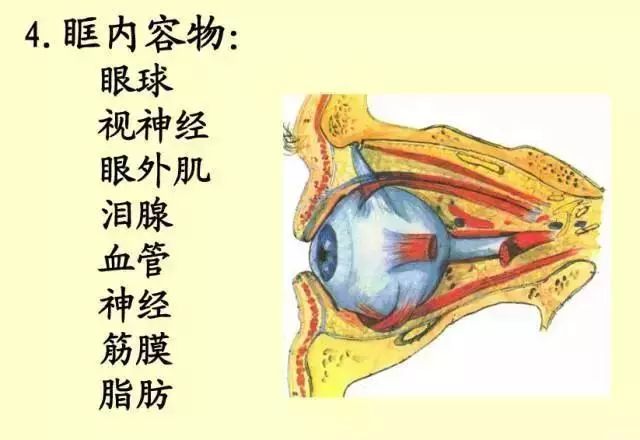 61张经典眼解剖与生理图片值得收藏