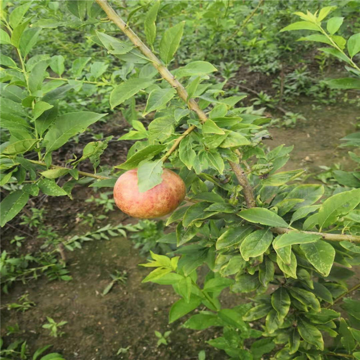 恐龙蛋李子苗品种简介恐龙蛋李子树苗的种植基地