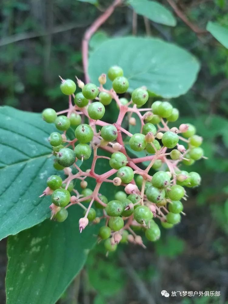 行在路上花坡古藤谷