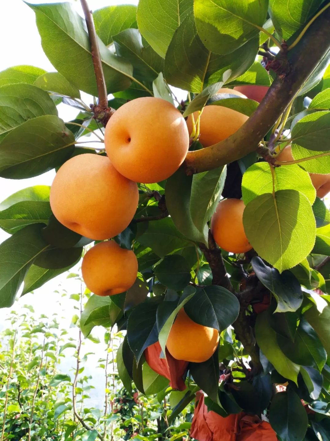 南方梨王梨之极品大崇金秋梨▌刘空军