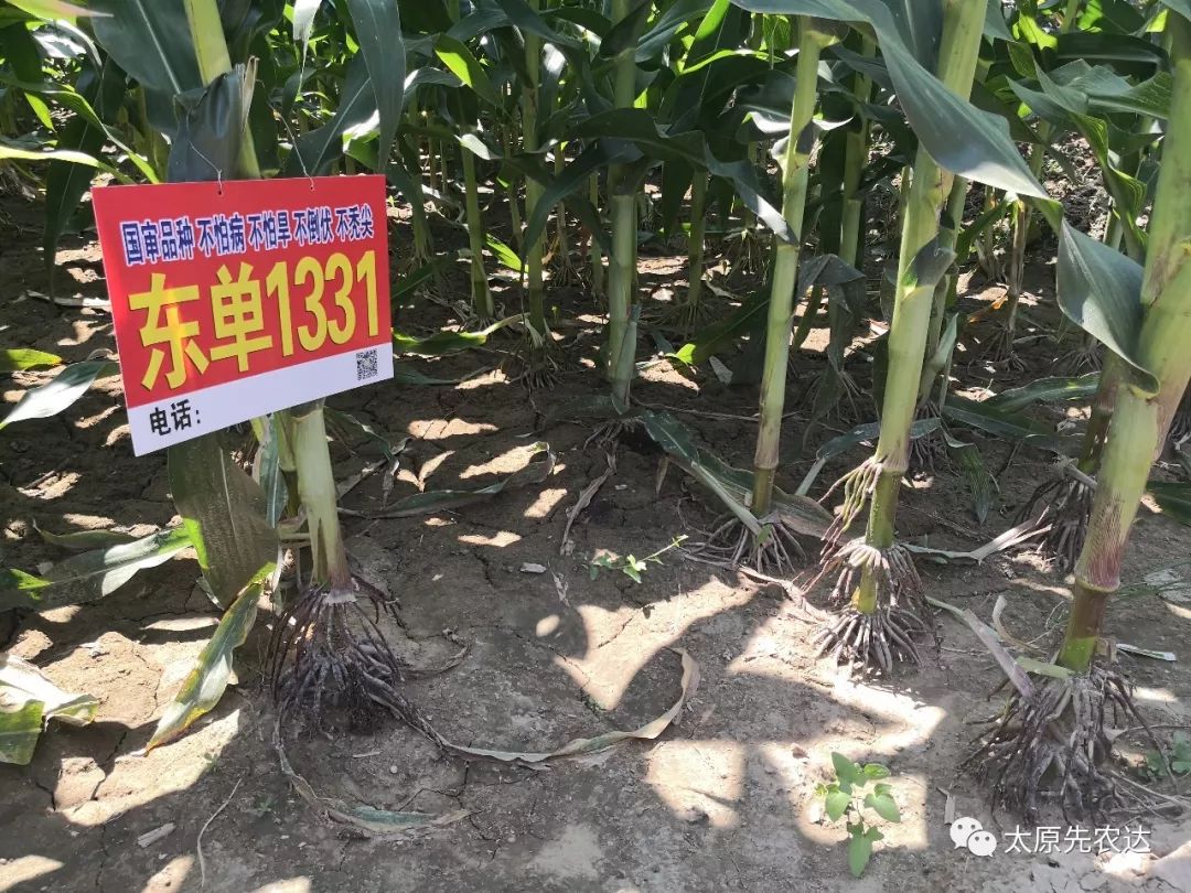 视频竞赛看了东单1331老乡乐的合不拢嘴