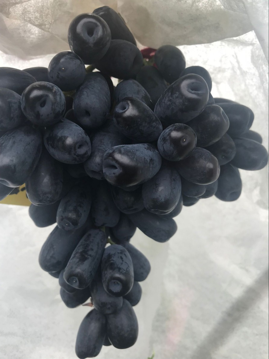 澳洲黑提蓝宝石葡萄苗甜蜜蓝宝石葡萄苗优劣分析