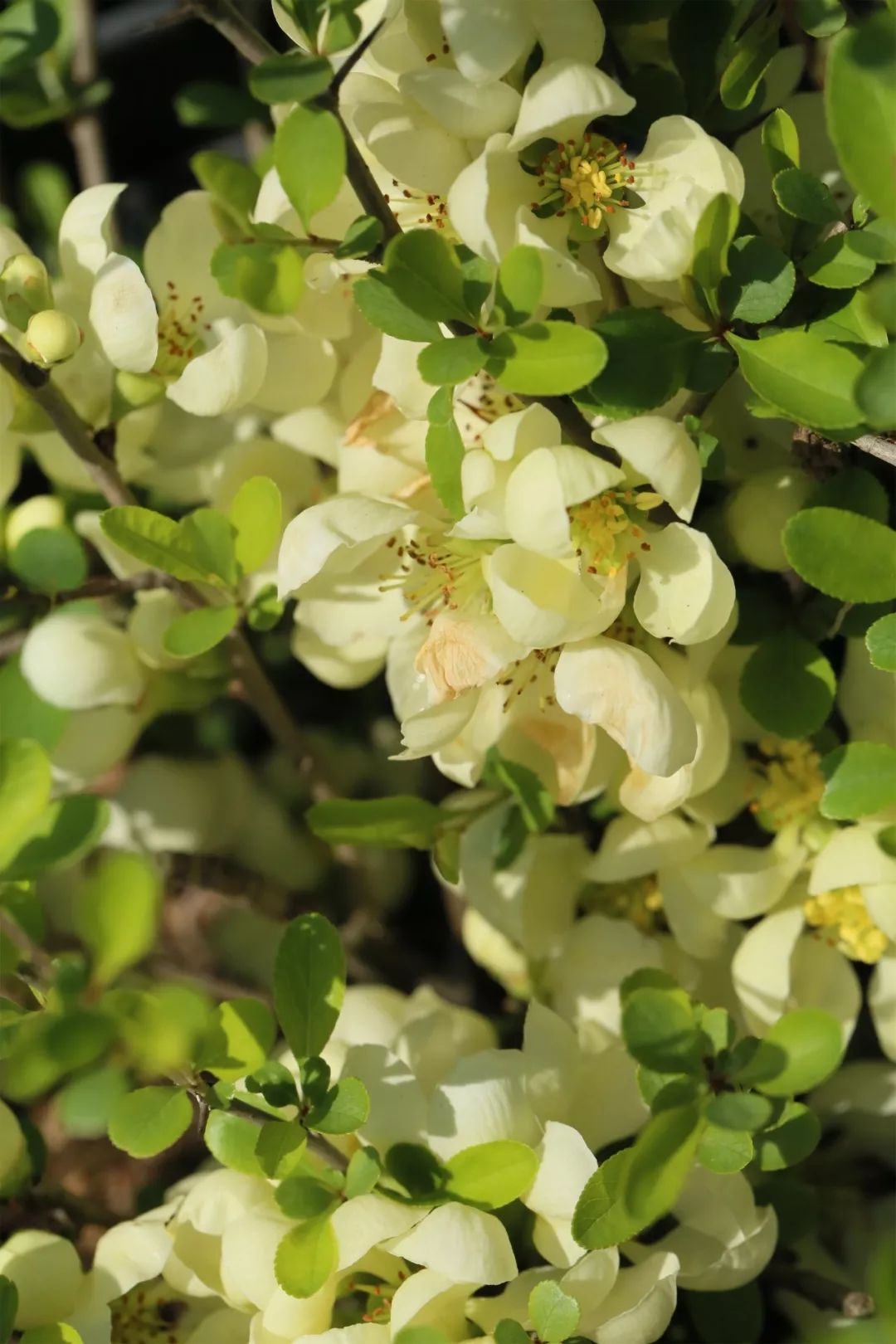 海棠到了该嫁的时候啦