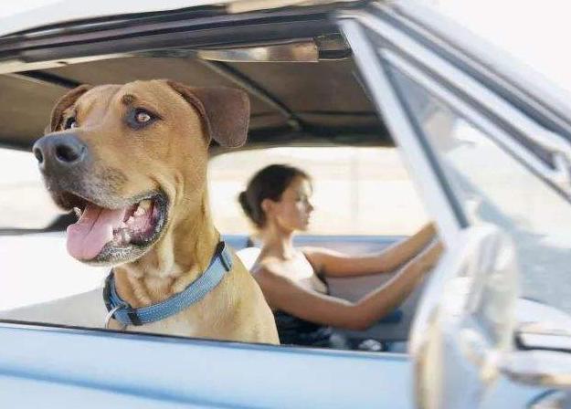 开车带狗狗去看世界,这8件事情要做好