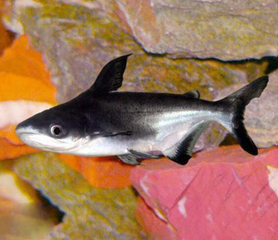 这种鱼称为"成吉思汗鱼",战斗力是有多厉害?