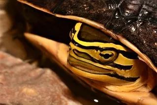 安布闭壳龟 | 艳黄色线条的黑匣子