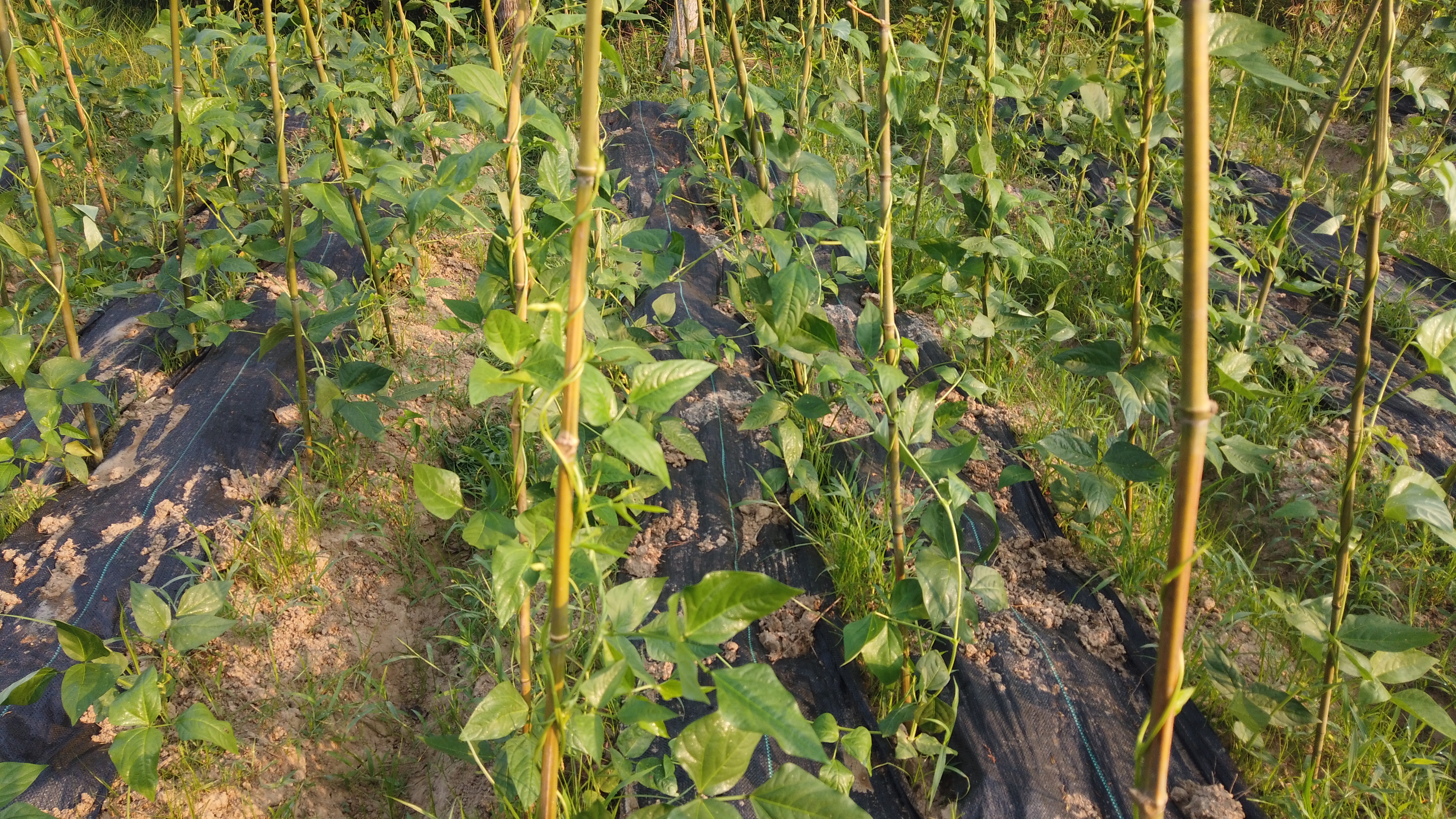 刚哥返乡创业1月总结之一豇豆长势不错不到30天已长到两米高