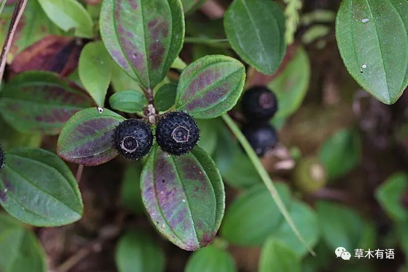 我心怀虔诚的吃了第一个果子,想起了梭罗在《野果》中的感叹:"仿佛