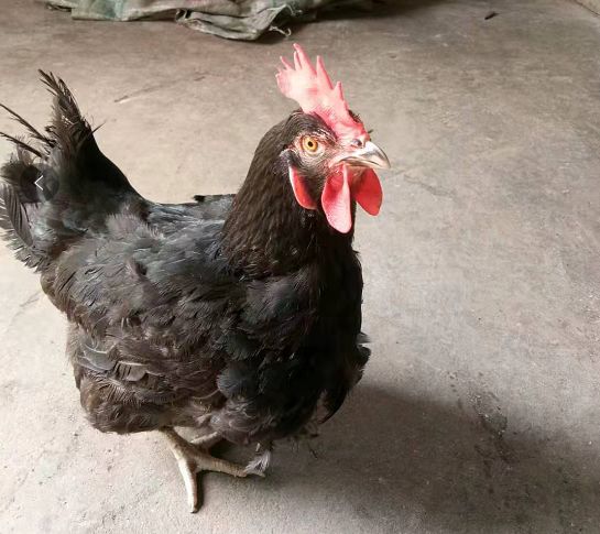 8月26日咸宁育种公司天露黑老母鸡招标