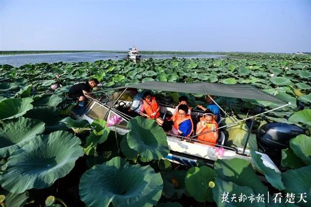 湖北洪湖10万亩野莲随波起伏美景如画