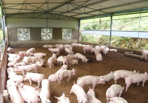 农村解除禁养生猪农民能建过去式猪圈吗对环保有什么要求吗