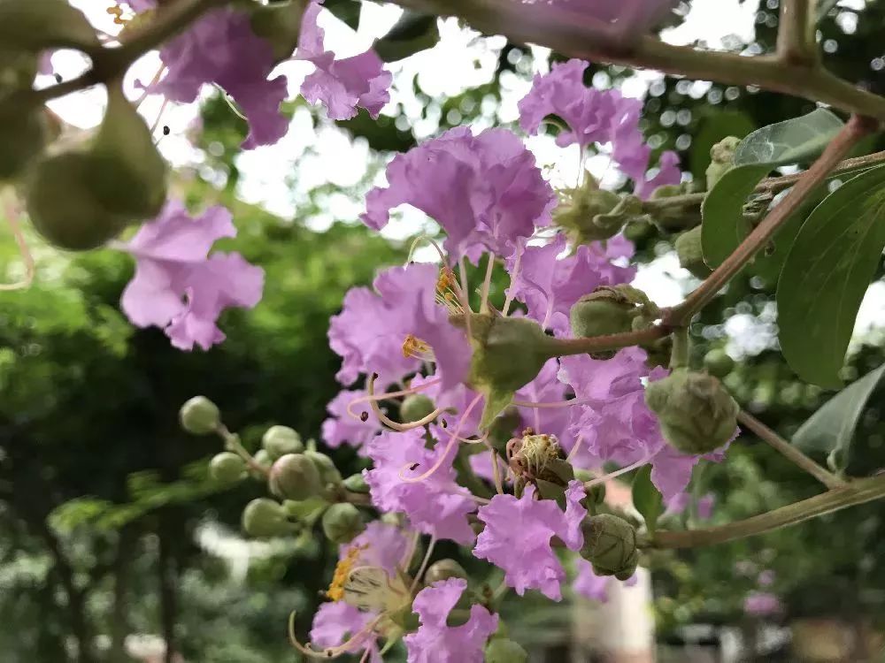 紫薇花對紫薇郎快來上海公園邂逅這些粉紫色浪漫