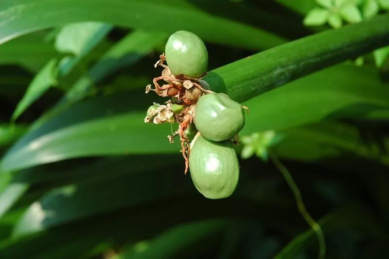 水鬼蕉我长得张牙舞爪但温柔又可爱