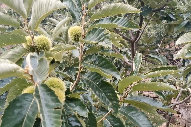 栗子馬上就要成熟了今天看一下栗子樹發現還是山裡的景色漂亮