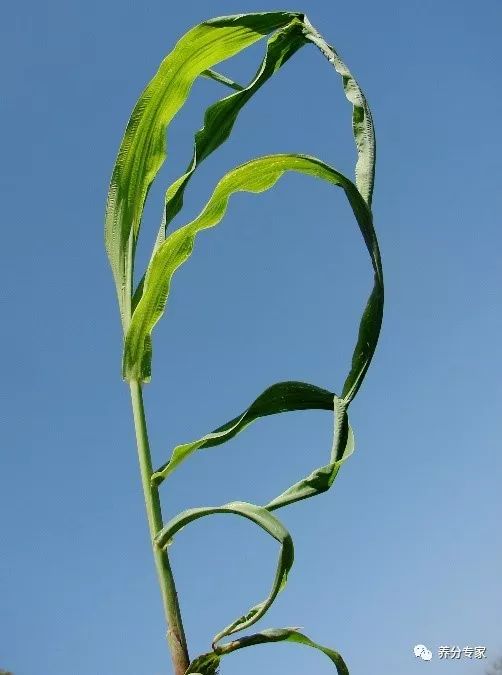 玉米的叶脉图及说明图片