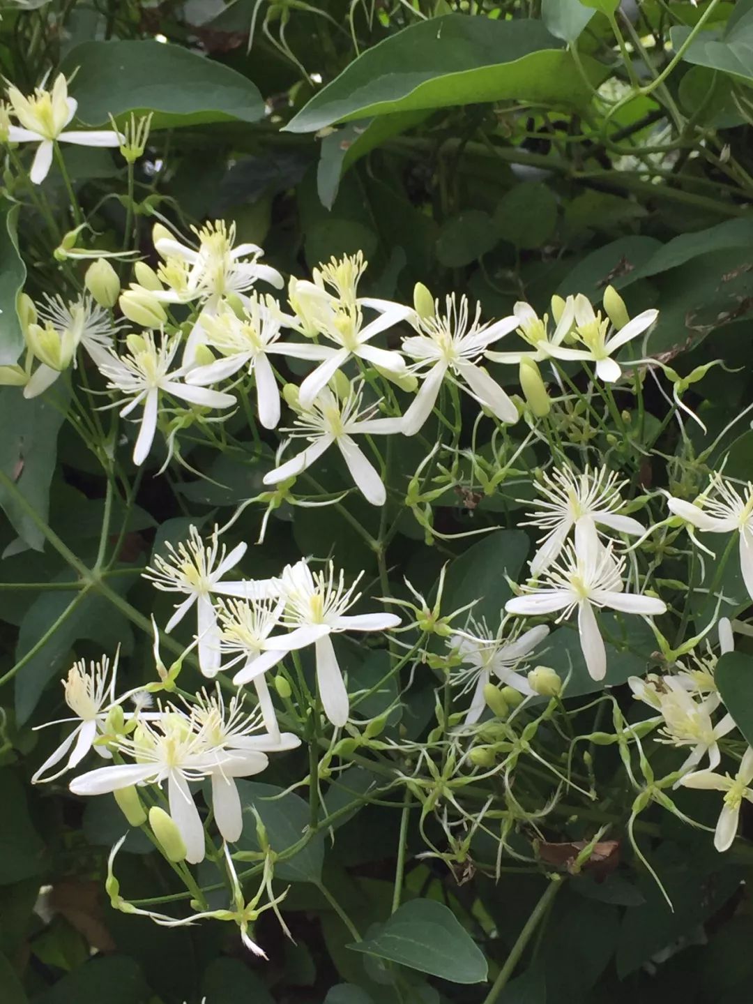 圆锥铁线莲初雪clematis terniflora early snow(flam)盛夏丰繁