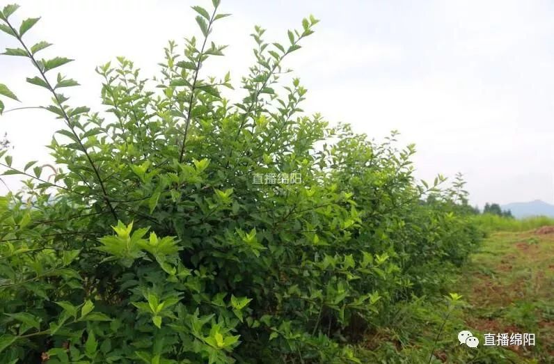 臭黃荊竟是香餑餑這片神奇葉子竟亮相央視