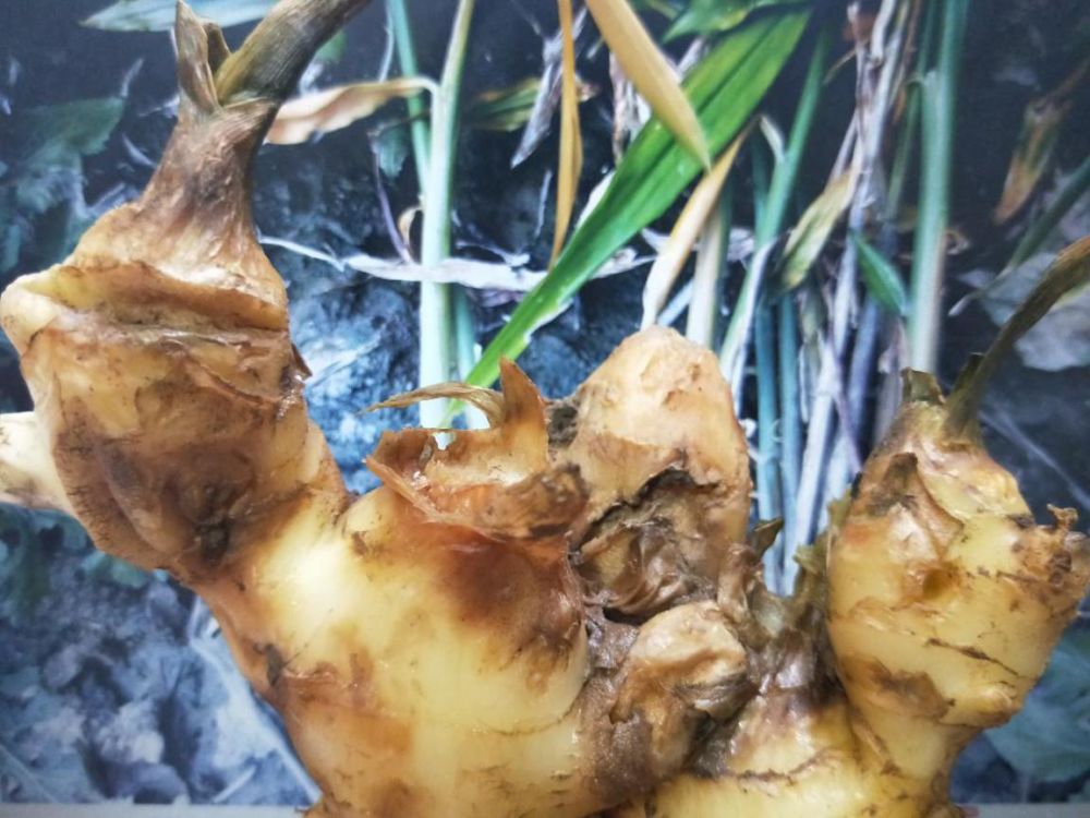 初期,使用国光辛菌胺 重茬宝 根宝进行灌根可有效防治茎基腐病的发生