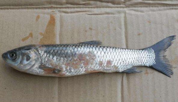 你知道怎么降低草鱼赤皮病的发病率吗