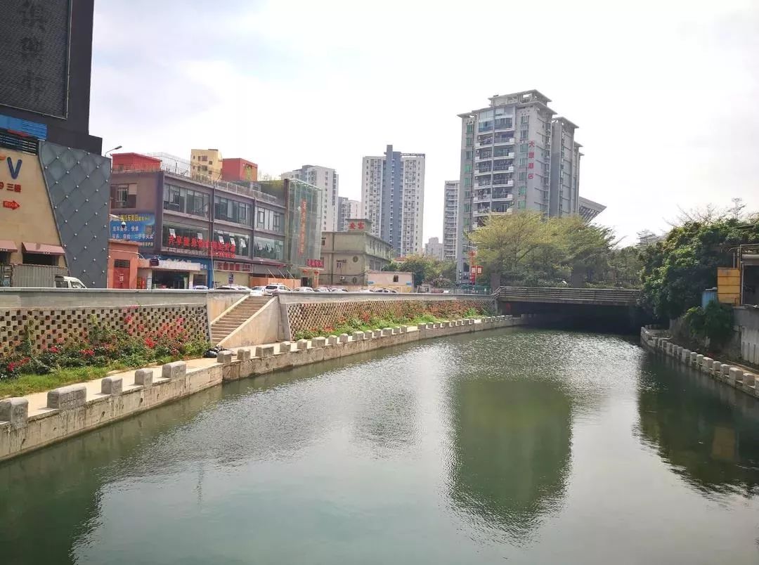 宝安水经注丨小鱼田螺缓缓游动上寮河已成孩子们嬉戏玩耍的好去处