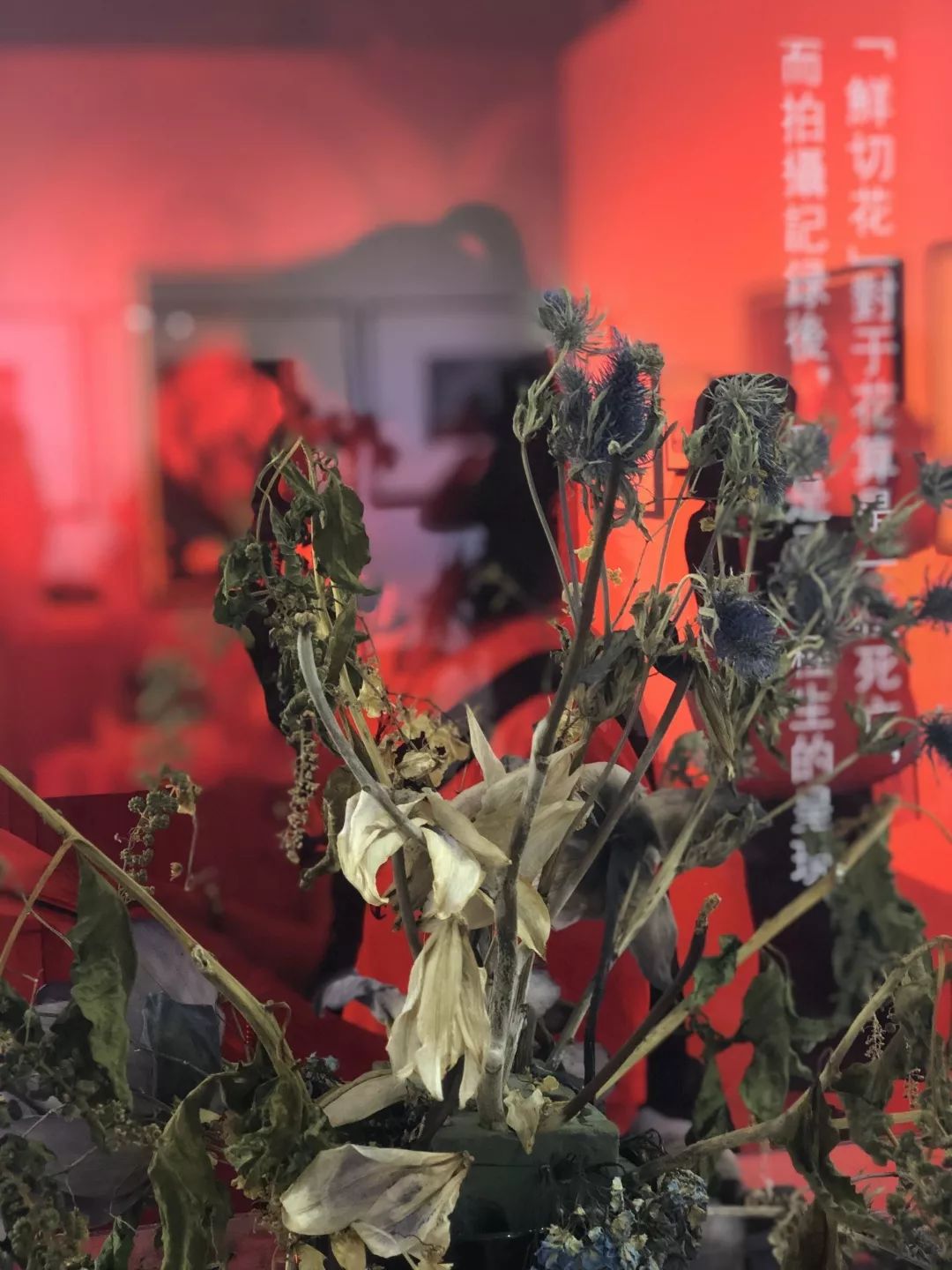 快看| "荒木经惟·花幽"展览已于北京798艺术区开幕